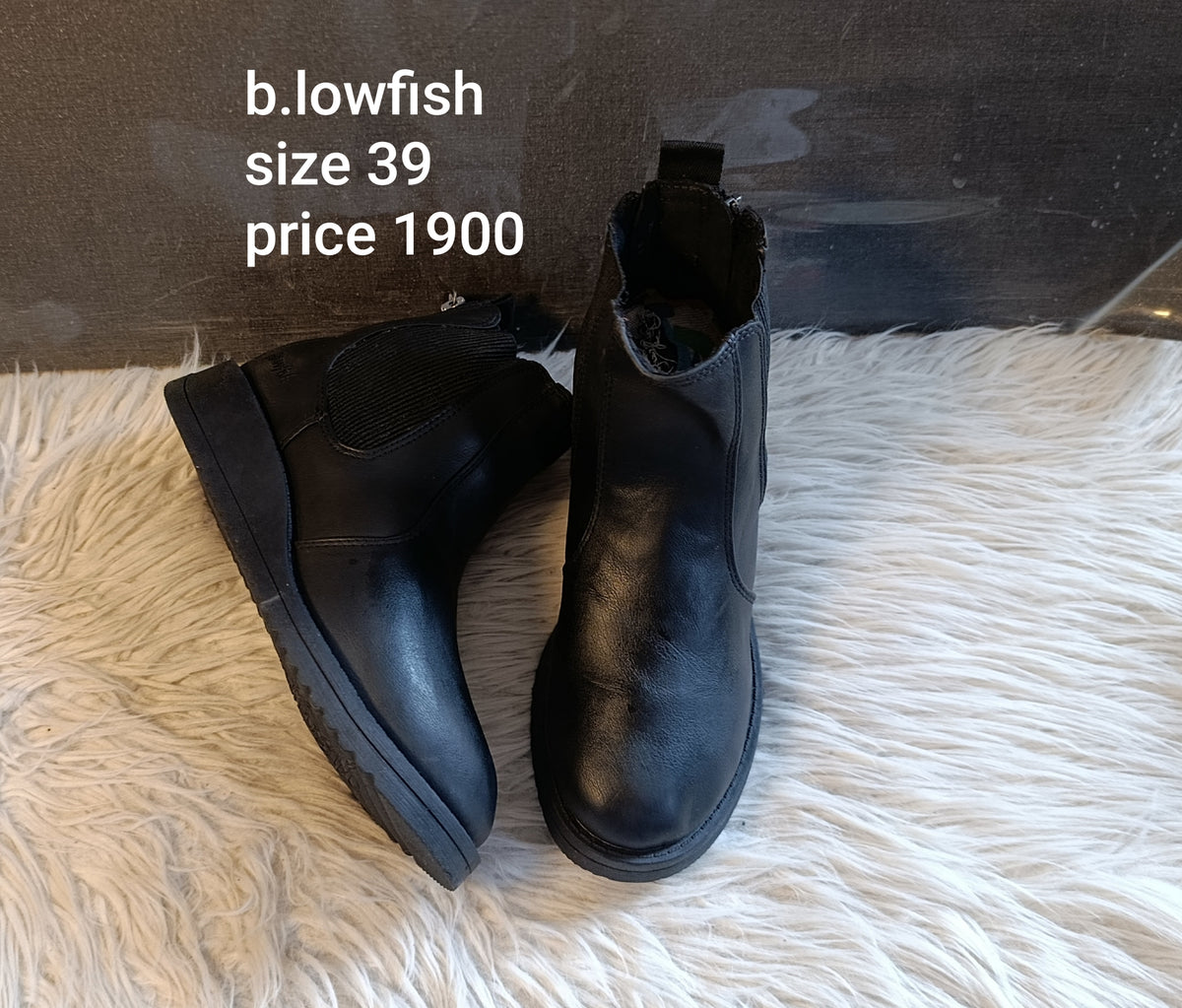 Blowfish 39