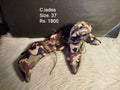 Ciadea 37